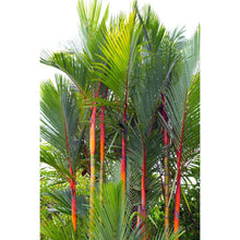 Lipstick Palm
