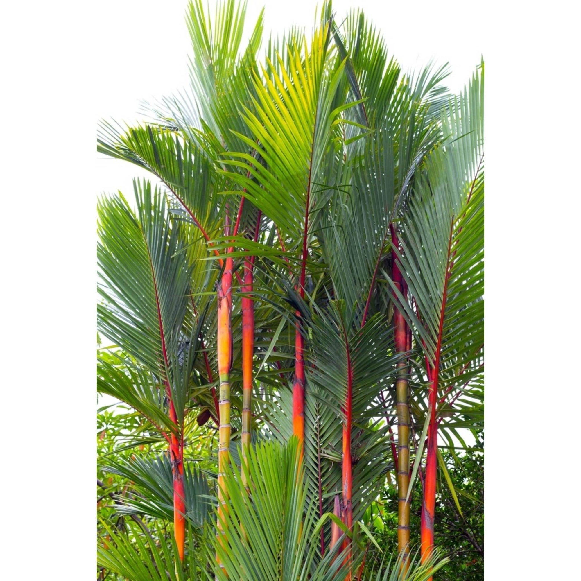 Lipstick Palm