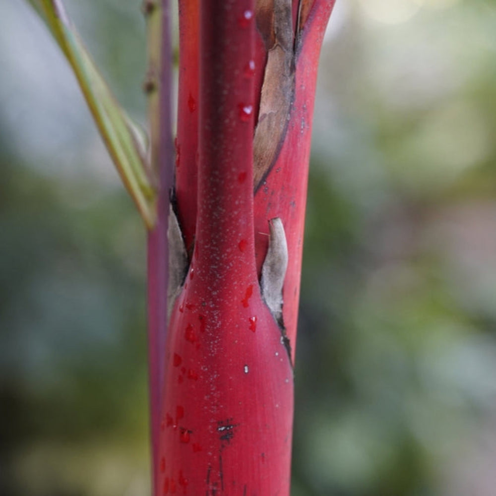 Lipstick Palm
