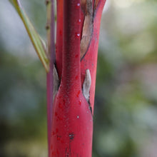 Lipstick Palm