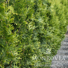 Thuja Green Giant
