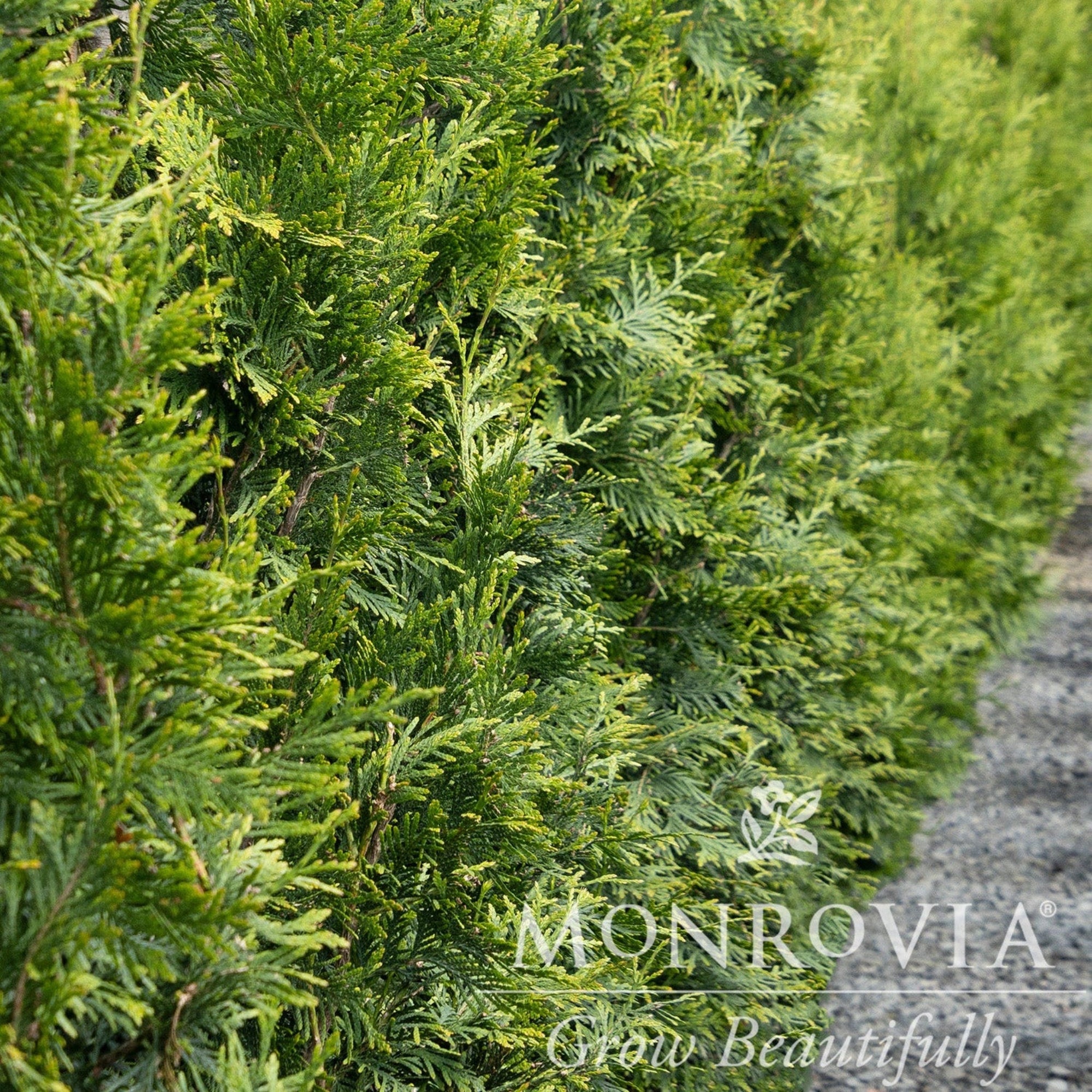 Thuja Green Giant