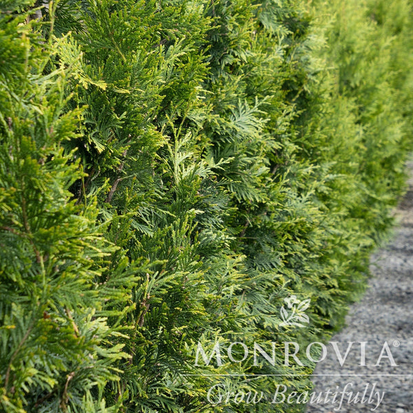 Thuja Green Giant