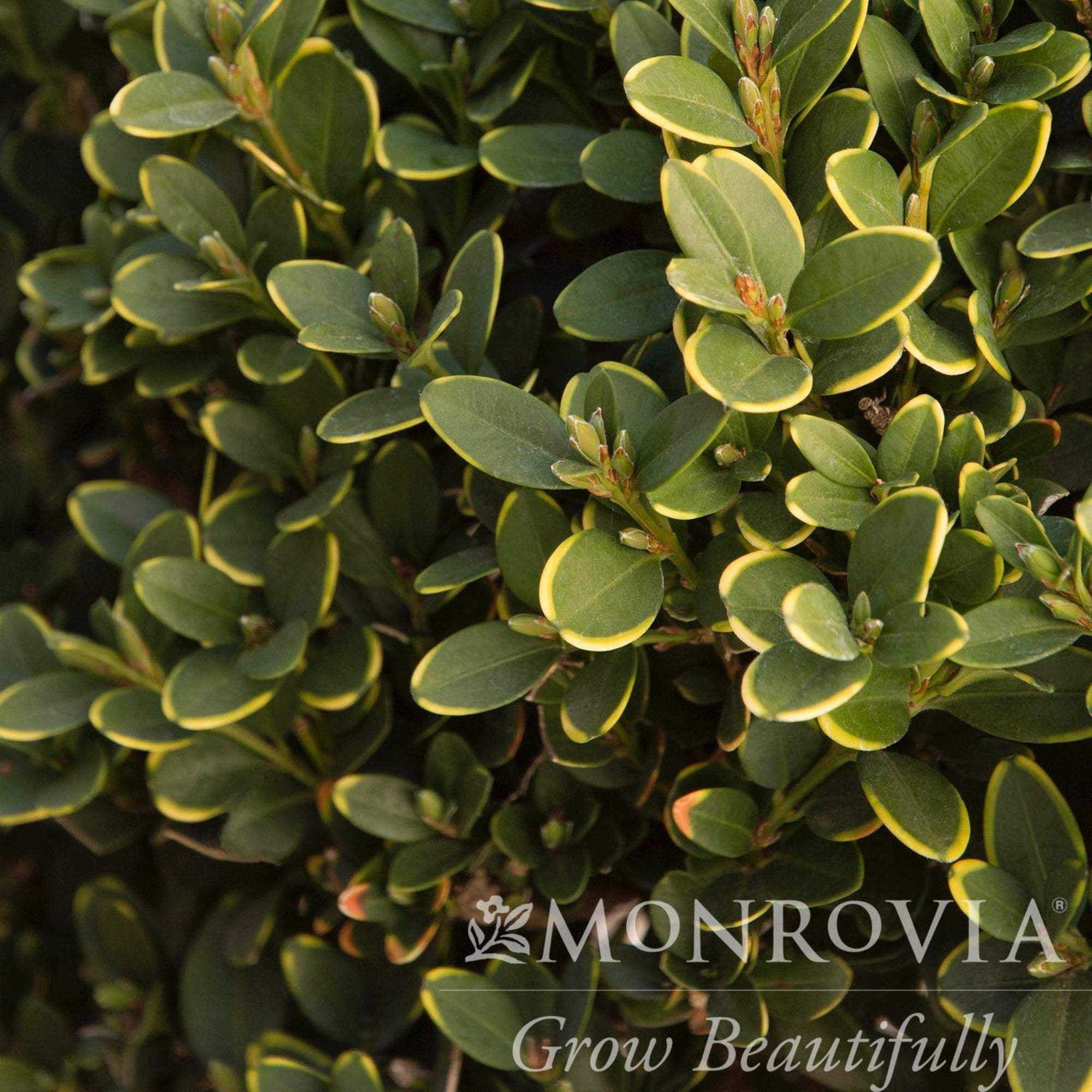 Green Mountain Topiary Boxwood (Ball)