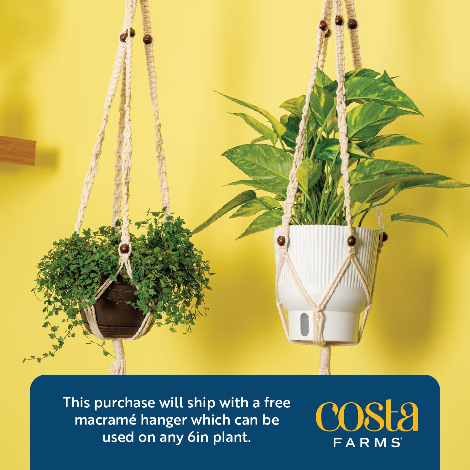 Scindapsus Mount Salak | medium 6in