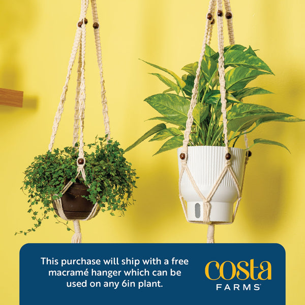 Scindapsus Mount Salak | medium 6in