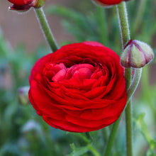 Ranunculus - Tecolote Red