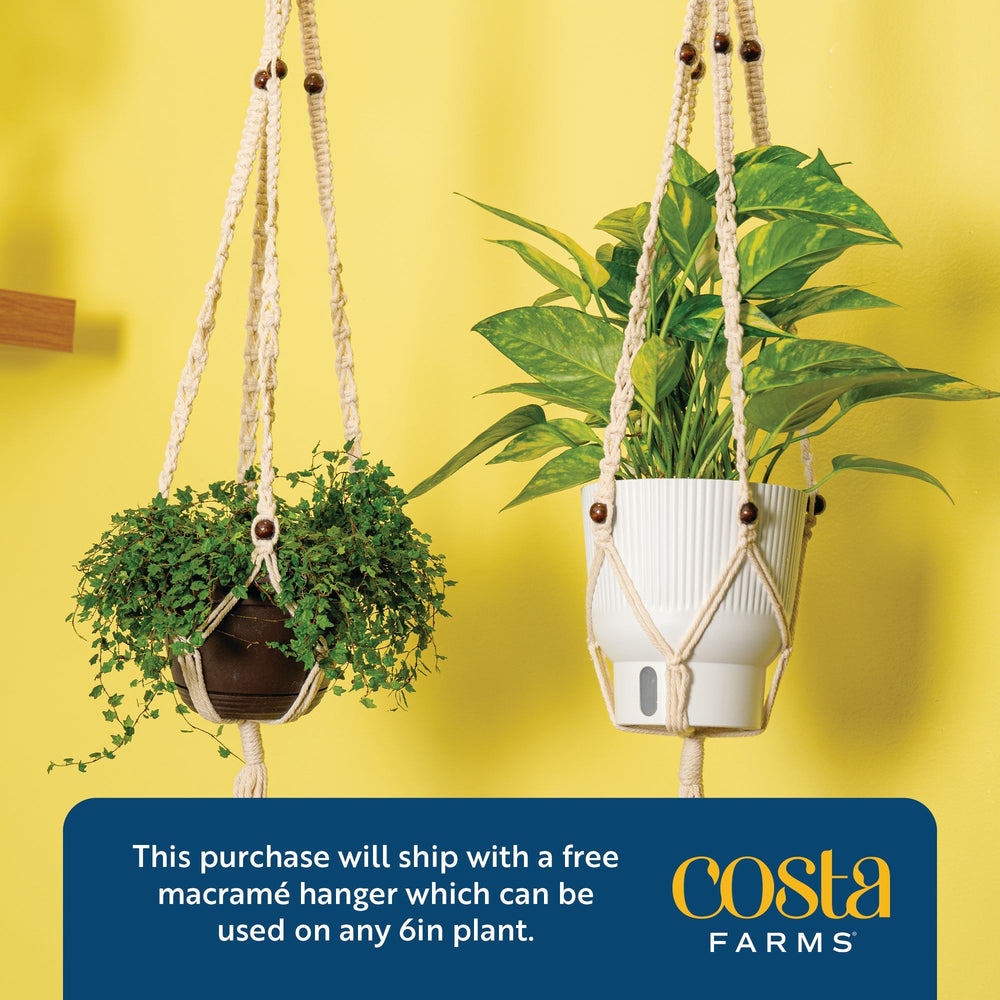 Albo Pothos | medium 6in