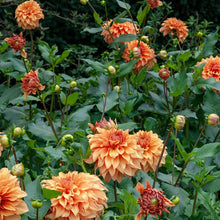 Dahlia - Great Hercules