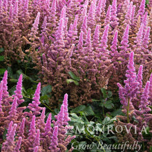 Vision In Pink Astilbe