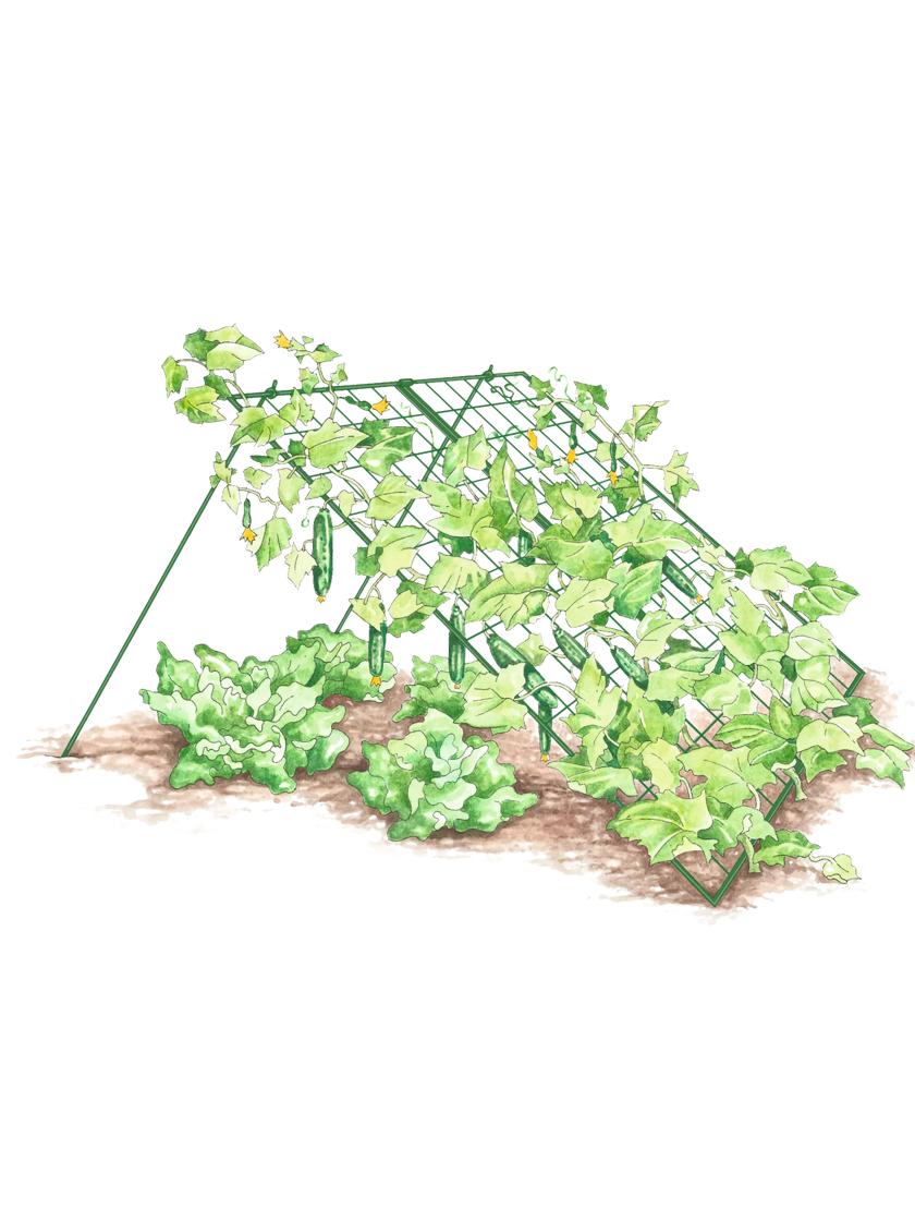 Large Cucumber Trellis GREEN