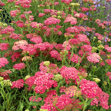 Achillea millefolium ‘Paprika’ (Yarrow) 1G