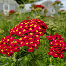 Achillea millefolium ‘Paprika’ (Yarrow) 1G