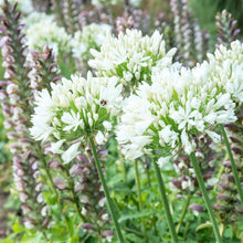 Agapanthus - Glacier Stream