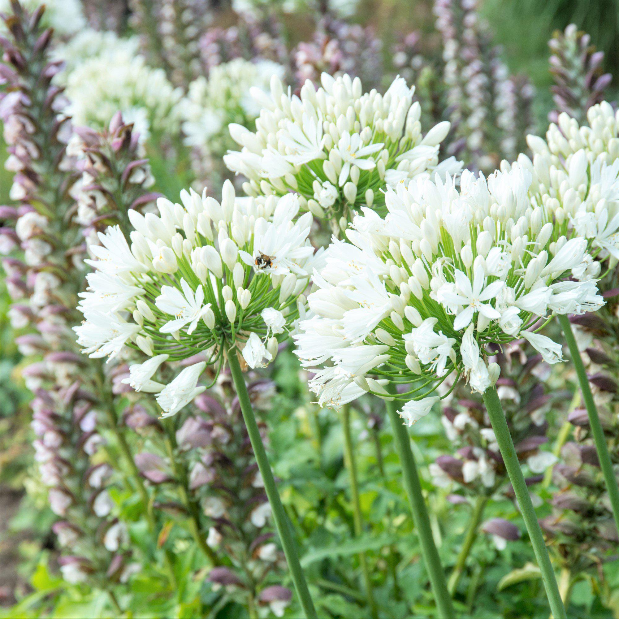 Agapanthus - Glacier Stream