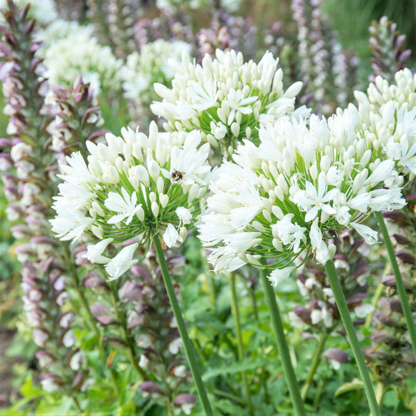 Agapanthus - Glacier Stream