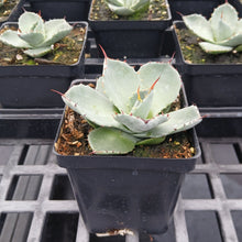 Agave parryi ssp. truncata 3.25