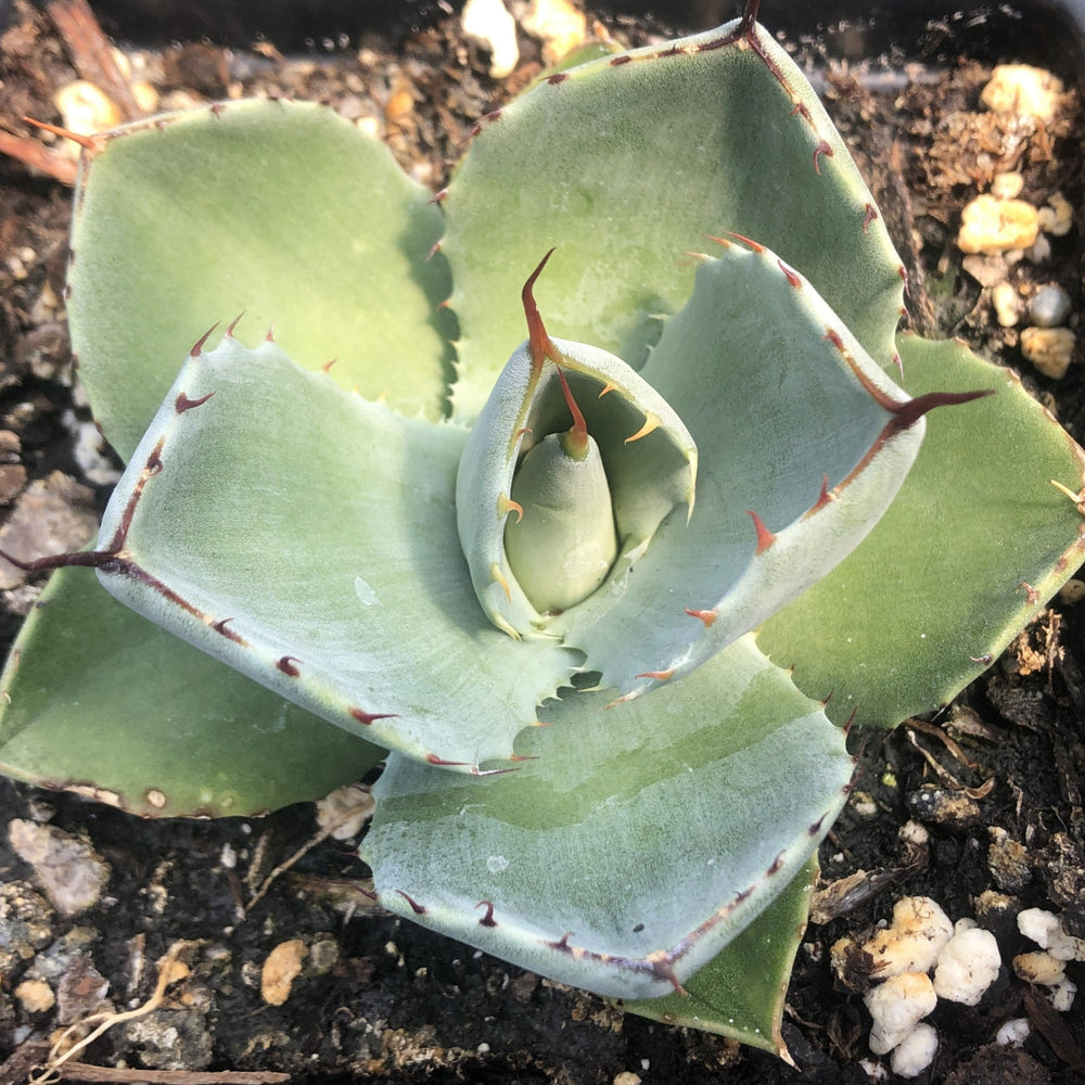 Agave parryi ssp. truncata 3.25