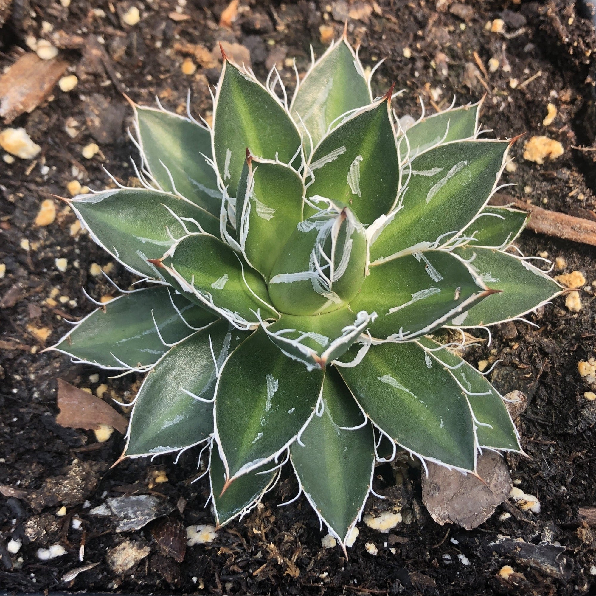 Agave schidigera Black Widow 3.25