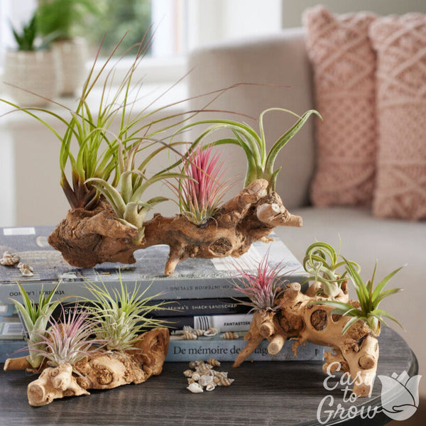 Air Plants - Tillandsia Mix