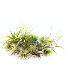 Air Plants - Tillandsia Mix