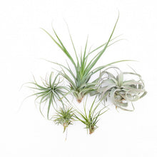 Air Plants - Tillandsia Mix