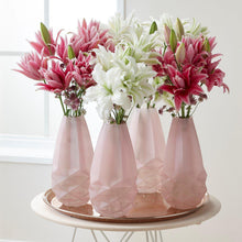 Lilium - Oriental Roselily Ciara