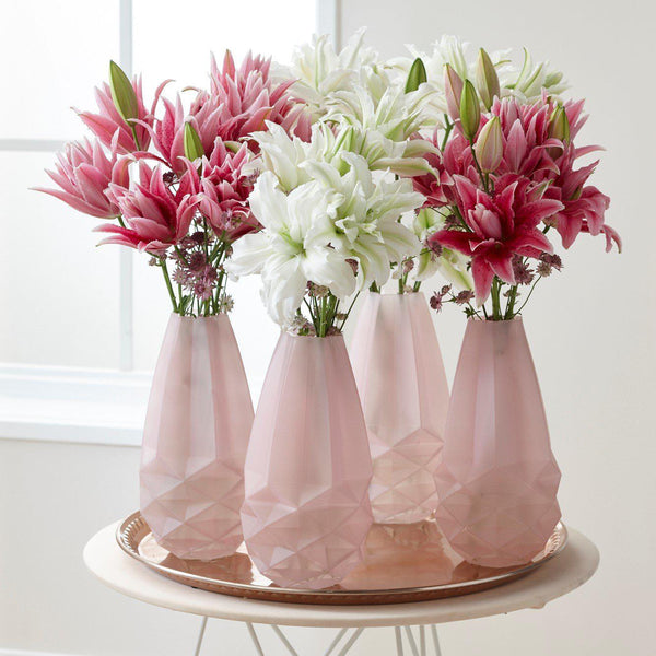 Lilium - Oriental Roselily Ciara
