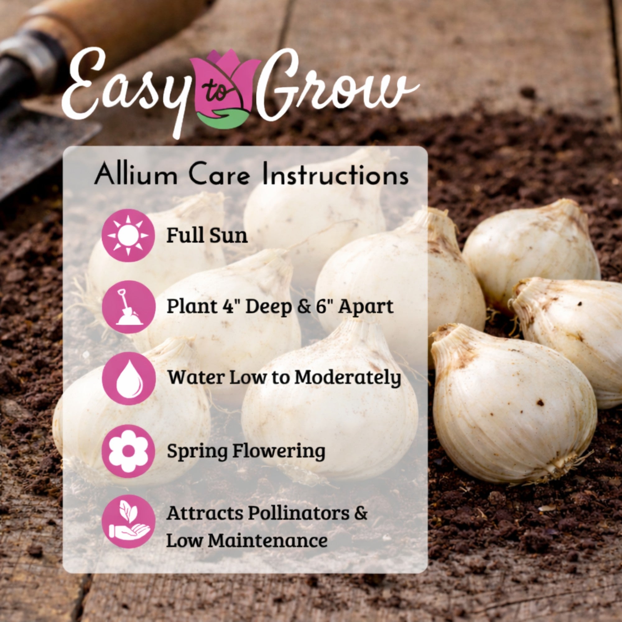 Allium - Neapolitanum Naples Garlic