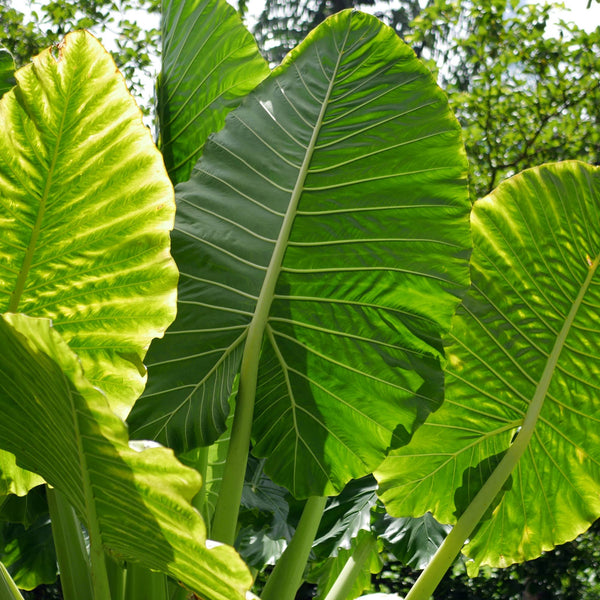 Alocasia - Macrorrhiza Giant Taro Elephant Ear