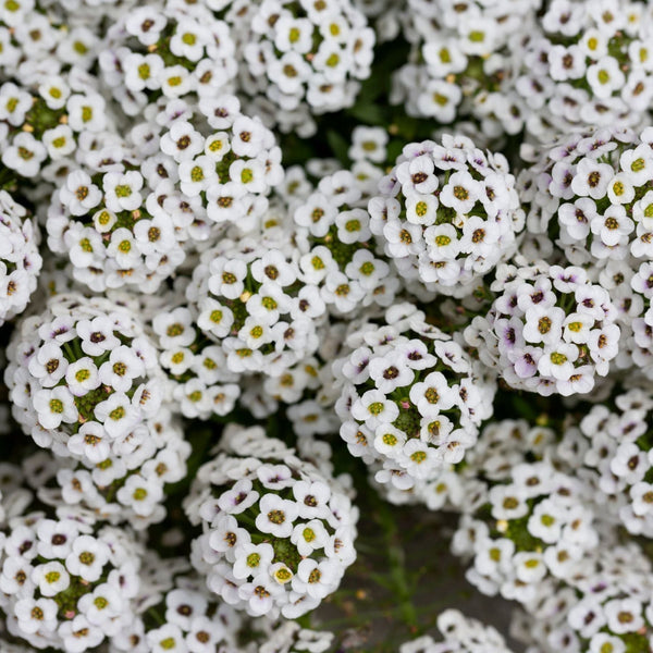 Alyssum Seed