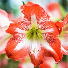 Amaryllis - Minerva