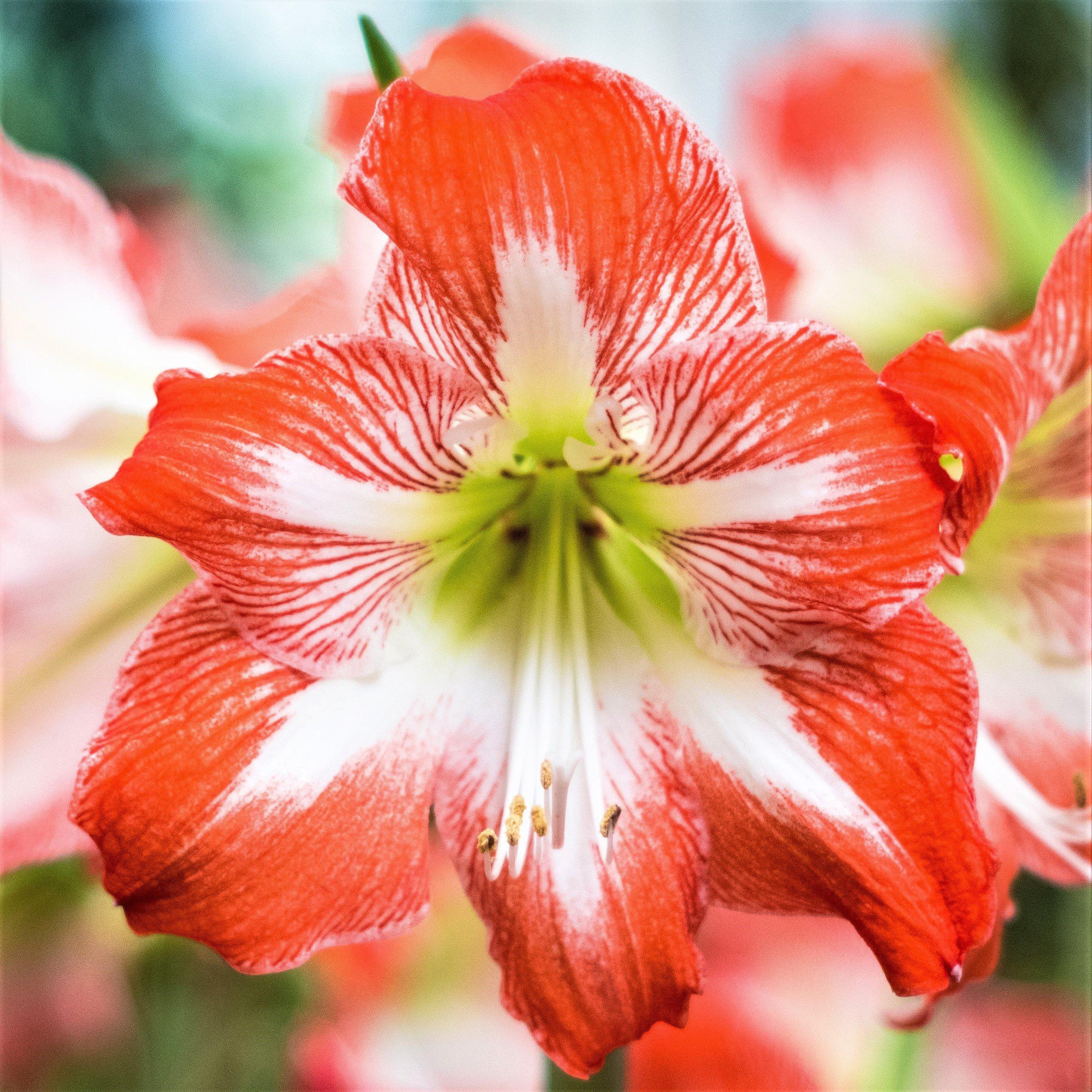 Amaryllis - Minerva
