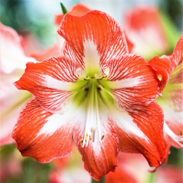 Amaryllis - Minerva