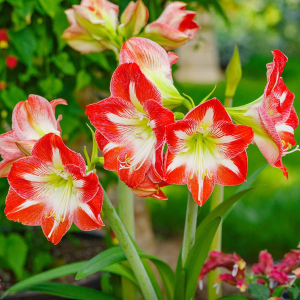 Amaryllis - Minerva