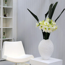 Amaryllis - White Christmas