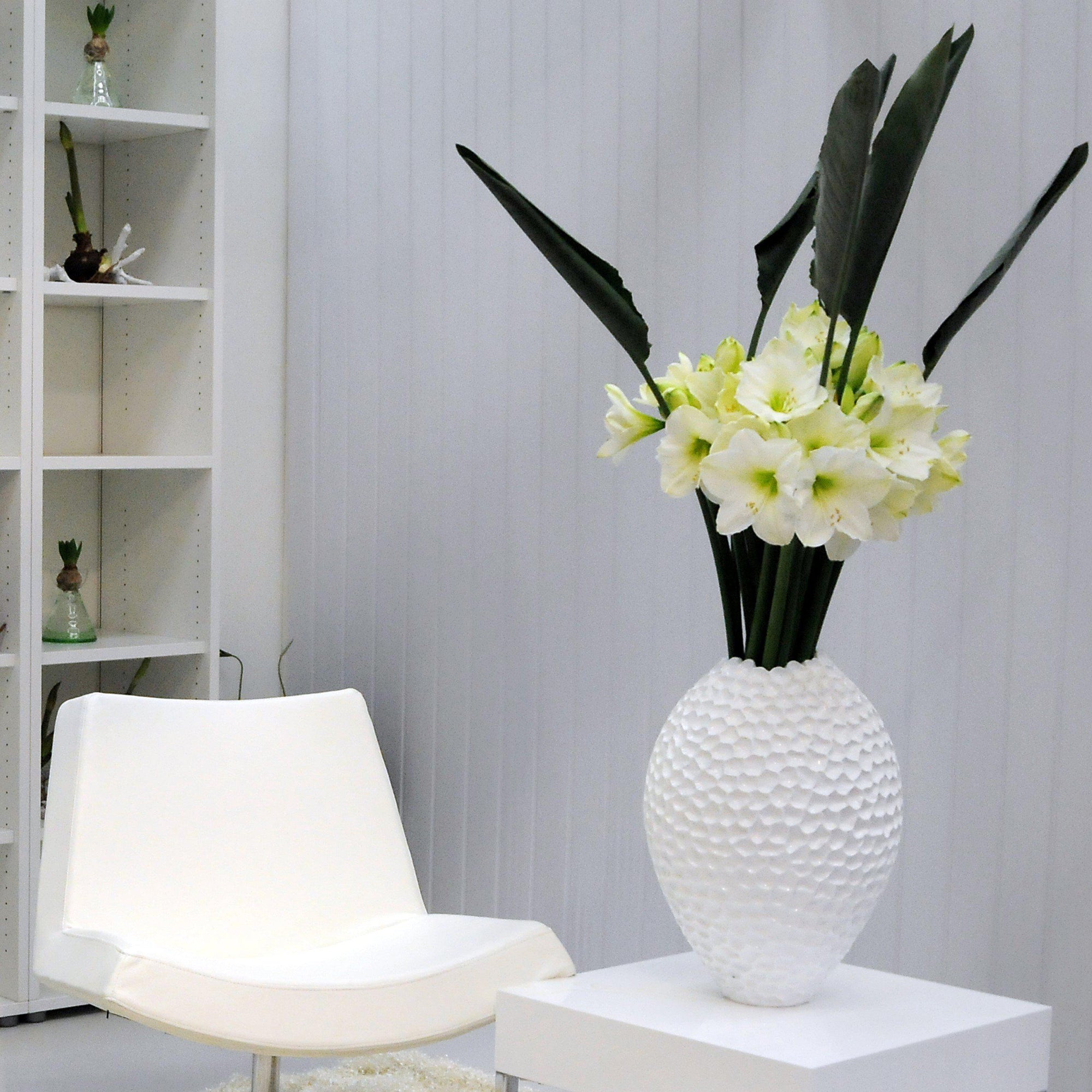 Amaryllis - White Christmas