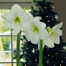 Amaryllis - White Christmas