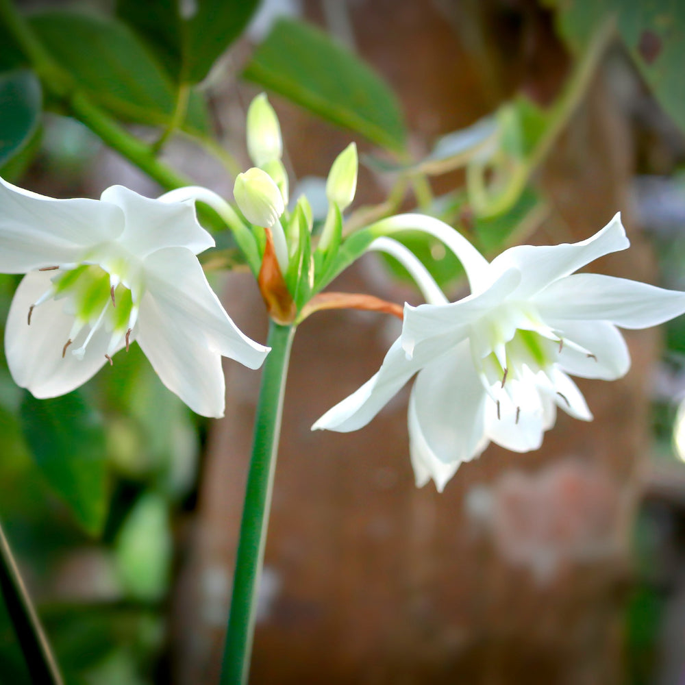 Eucharis - Amazon Lily