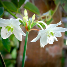 Eucharis - Amazon Lily