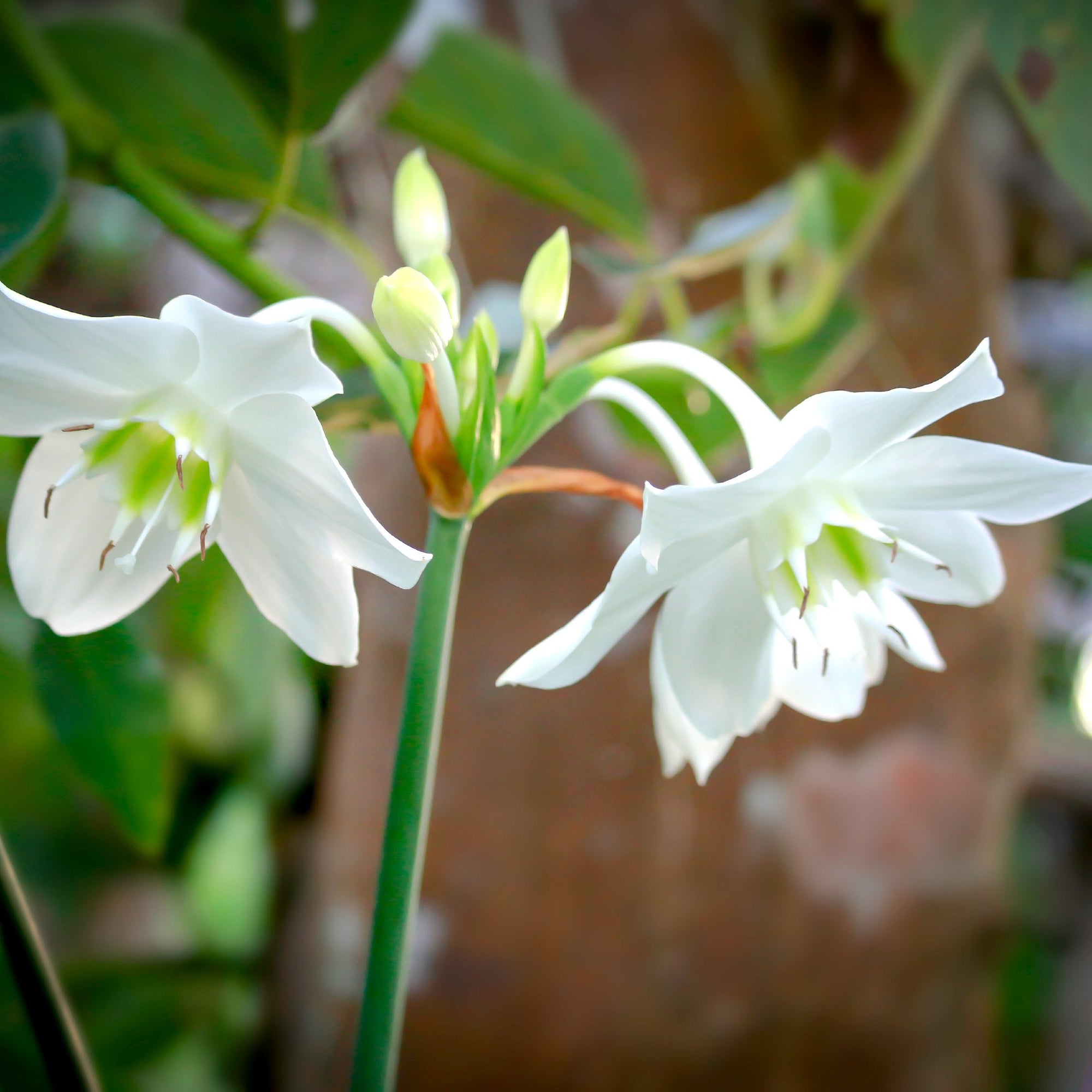Eucharis - Amazon Lily