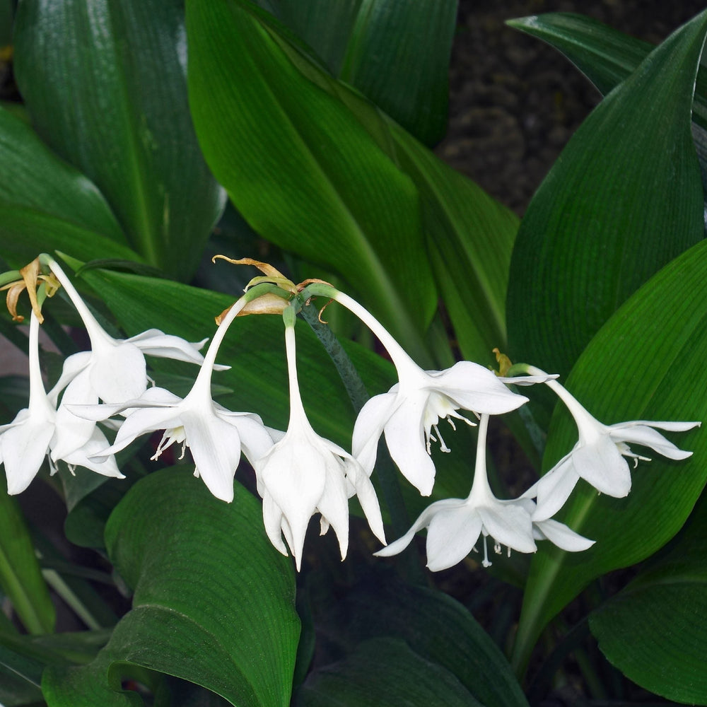 Eucharis - Amazon Lily