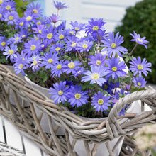 Anemone - Blanda Blue Shades