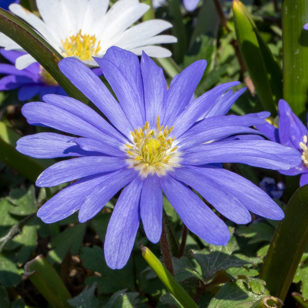 Anemone - Blanda Blue Shades