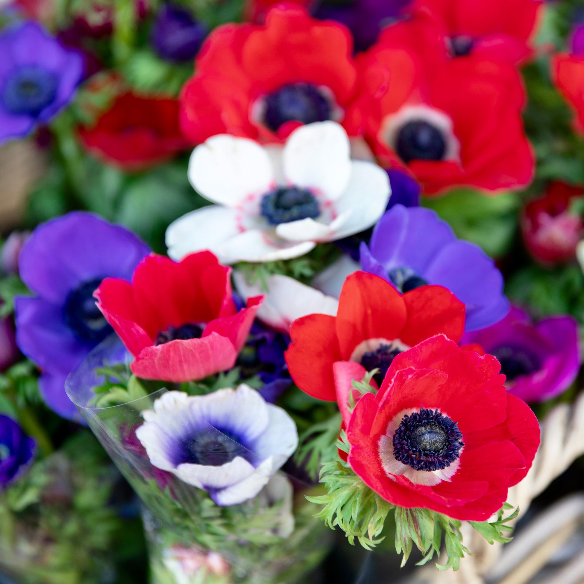 Anemone - Monarch de Caen Mix