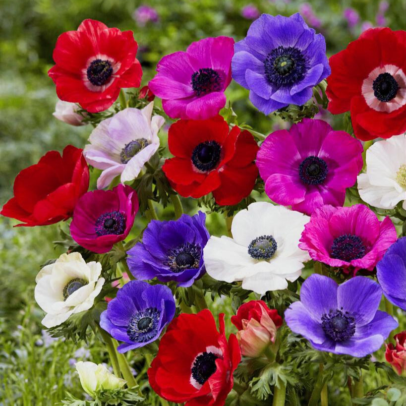 Anemone - Monarch de Caen Mix