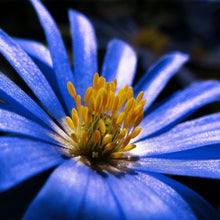 Anemone - Blanda Blue Shades