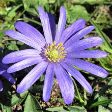 Anemone - Blanda Blue Shades