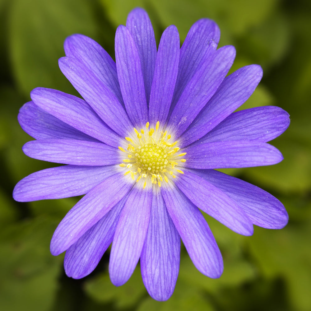 Anemone - Blanda Blue Shades