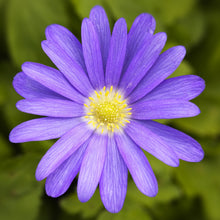 Anemone - Blanda Blue Shades